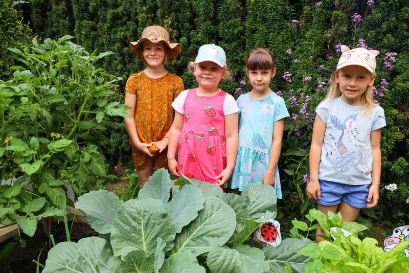 Raciborskie przedszkolaki zbierają plony ze swoich warzywników